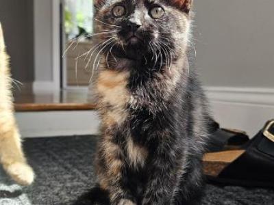 No Name - Domestic - Gallery Photo #1