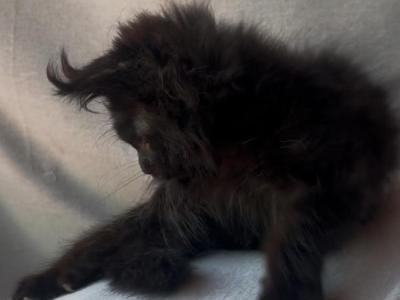 Falcon - Maine Coon - Gallery Photo #1