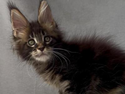 Forest King - Maine Coon - Gallery Photo #1