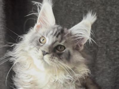 Winston Churchill - Maine Coon - Gallery Photo #1