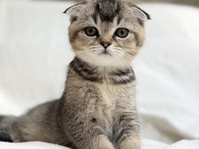 Olive - Scottish Fold - Gallery Photo #1