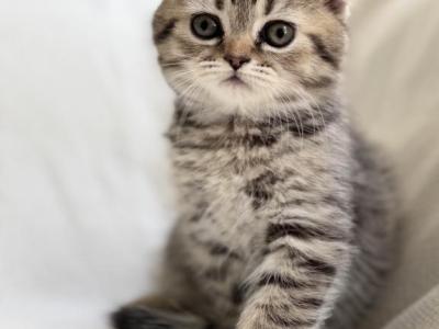 Oliver - Scottish Fold - Gallery Photo #1