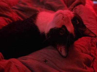 Marshall Lee - American Shorthair - Gallery Photo #1