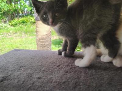 Lara - Domestic - Gallery Photo #1