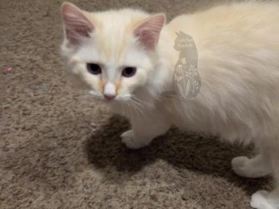 Beetle - Ragdoll - Gallery Photo #1