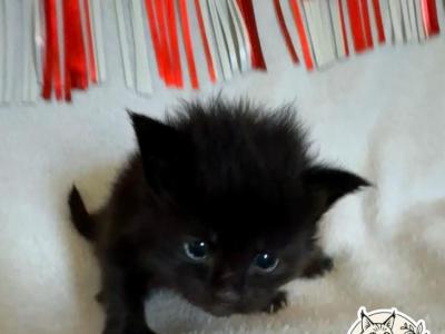 Mira Polydactyl Empyrean Litter - Maine Coon - Gallery Photo #1