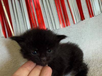 Ridoc Polydactyl Empyrean Litter - Maine Coon - Gallery Photo #1