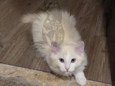 Scorpion - Ragdoll - Gallery Photo #1