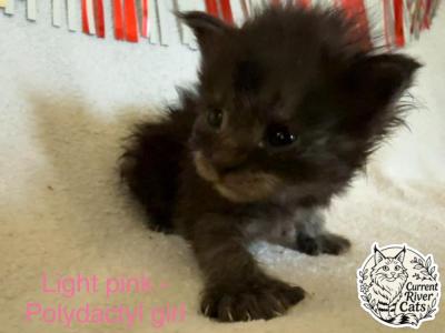 Sgaeyl Polydactyl Empyrean Litter - Maine Coon - Gallery Photo #1