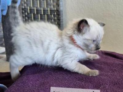 Orange Boy - Ragdoll - Gallery Photo #1