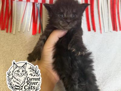 Xaden Polydactyl Empyrean Litter - Maine Coon - Gallery Photo #1