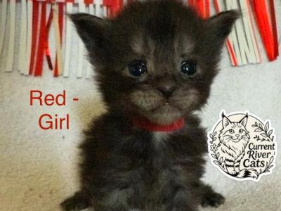 Violet Empyrean Litter - Maine Coon - Gallery Photo #1