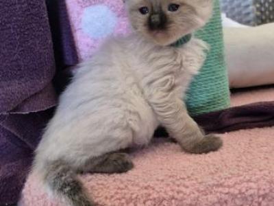 Emerald Boy - Ragdoll - Gallery Photo #1