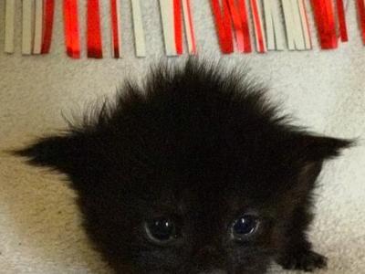 Rhiannon Empyrean Litter - Maine Coon - Gallery Photo #1