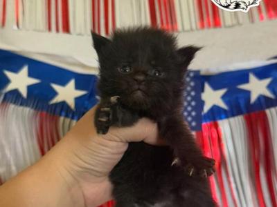 Plum Farmers Market Litter - Maine Coon - Gallery Photo #1