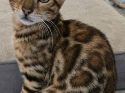 Dark Boy - Bengal - Gallery Photo #1