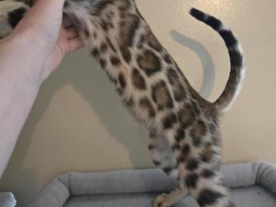 Dark Boy - Bengal - Gallery Photo #1