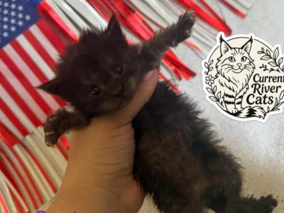 Andarna Empyrean Litter - Maine Coon - Gallery Photo #1