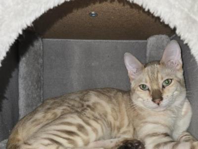 Green Boy Neutered And Microchipped - Bengal - Gallery Photo #1