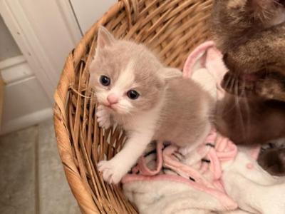 Hannahs Kittens - British Shorthair - Gallery Photo #1