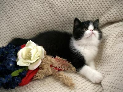 Exotic Shorthair And Longhair Loving Kittens - Exotic - Gallery Photo #1