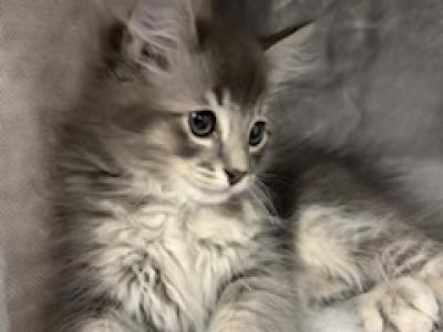 Spy - Siberian - Gallery Photo #1