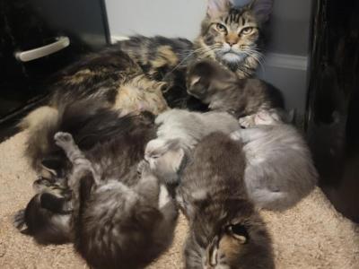 Stormy's Maine Coon Half Dozen - Maine Coon - Gallery Photo #1