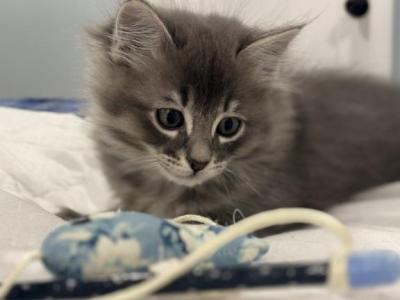 Hunter - Domestic - Gallery Photo #1