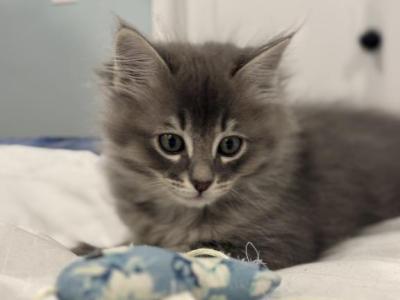 Hunter - Siberian - Gallery Photo #1