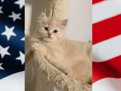 4th Of July Kitten - Persian - Gallery Photo #1