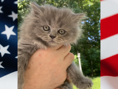 July 4th Sweetheart - Persian - Gallery Photo #1
