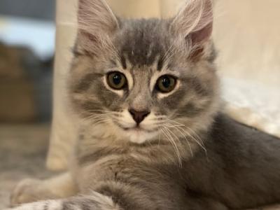 Lilly - Domestic - Gallery Photo #1