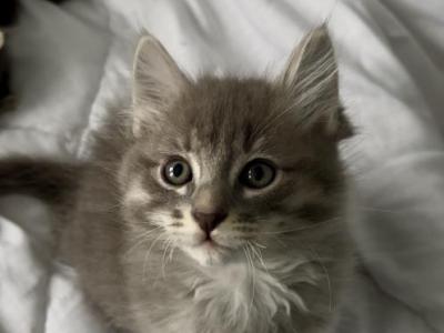 Mochi - Domestic - Gallery Photo #1