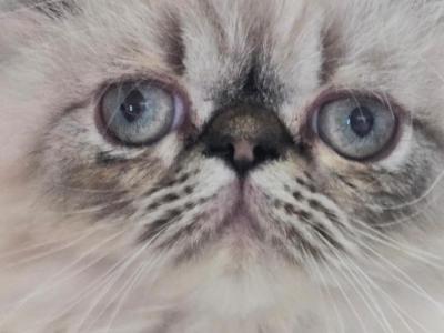 Happy Himalayans - Himalayan - Gallery Photo #1