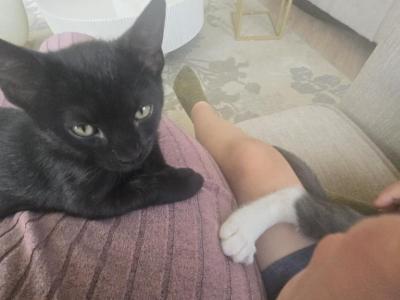 OLY - Russian Blue - Gallery Photo #1