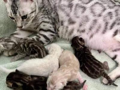 Linda - Bengal - Gallery Photo #1