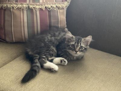 Mindy - American Shorthair - Gallery Photo #1