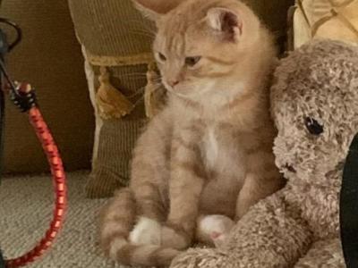 Milo - American Shorthair - Gallery Photo #1