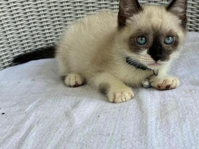 Snowshoe Siamese Kittens - Siamese - Gallery Photo #1