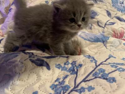 Molly - Scottish Fold - Gallery Photo #1