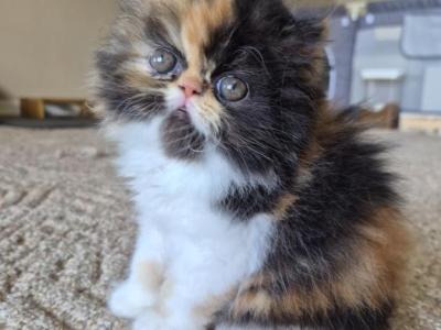 Calico Girl - Persian - Gallery Photo #1