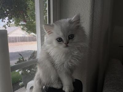 Silver - British Shorthair - Gallery Photo #1
