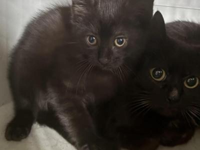 Razzle - Domestic - Gallery Photo #1