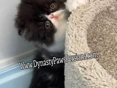Mochi - Persian - Gallery Photo #1