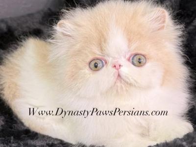 Cream Puff Persian Boy - Persian - Gallery Photo #1
