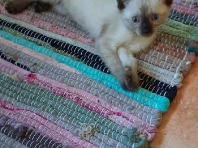 Blondies Litter - Siamese - Gallery Photo #1