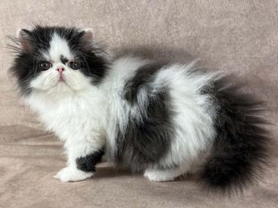 Duey - Persian - Gallery Photo #1