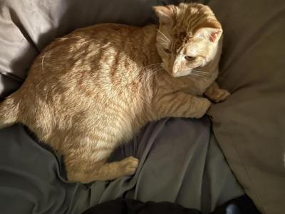 Amber - Domestic - Gallery Photo #1