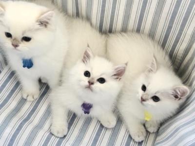 Flkitten1 3 White - British Shorthair - Gallery Photo #1