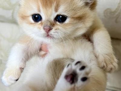 Flkitten1 Blue - British Shorthair - Gallery Photo #1